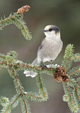 Image. Grey Jay