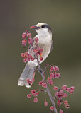 Image. Grey Jay
