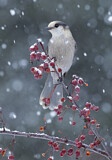 Image. Grey Jay