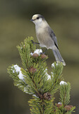 Image. Grey Jay