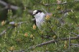 Image. Grey Jay