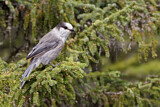 Image. Grey Jay