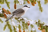 Image. Grey Jay