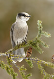 Image. Grey Jay