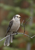 Image. Grey Jay