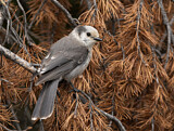 Image. Grey Jay