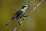 Image. Grey Jay