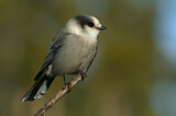 Image. Grey Jay