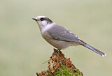 Image. Grey Jay