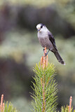 Image. Grey Jay