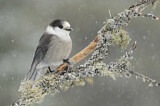Image. Grey Jay