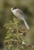 Image. Grey Jay