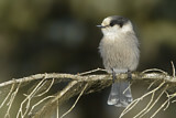 Image. Grey Jay