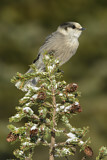 Image. Grey Jay