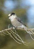 Image. Grey Jay