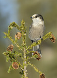 Image. Grey Jay
