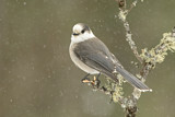 Image. Grey Jay