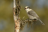 Image. Grey Jay