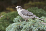 Image. Grey Jay