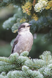 Image. Grey Jay