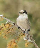 Image. Grey Jay