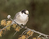 Image. Grey Jay