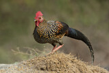 Image. Grey Junglefowl