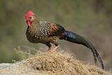 Image. Grey Junglefowl