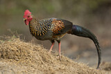 Image. Grey Junglefowl