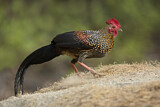 Image. Grey Junglefowl