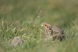 Image. Grey Partridge