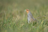 Image. Grey Partridge