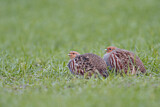 Image. Grey Partridge