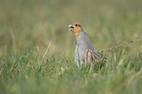 Image. Grey Partridge