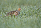 Image. Grey Partridge