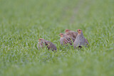 Image. Grey Partridge