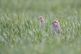 Image. Grey Partridge