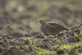 Image. Grey Partridge