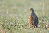 Image. Grey Partridge