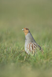 Image. Grey Partridge