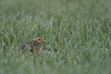 Image. Grey Partridge