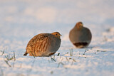 Image. Grey Partridge