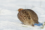 Image. Grey Partridge