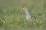 Image. Grey Partridge