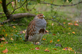 Image. Grey Partridge