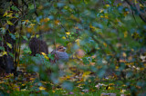 Image. Grey Partridge