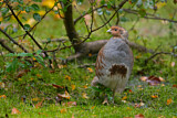 Image. Grey Partridge