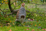 Image. Grey Partridge