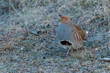 Image. Grey Partridge