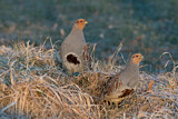 Image. Grey Partridge